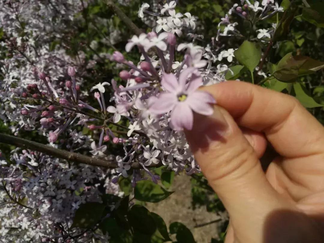 丁香花开，探寻文学的幽香世界——以丁香小说为例