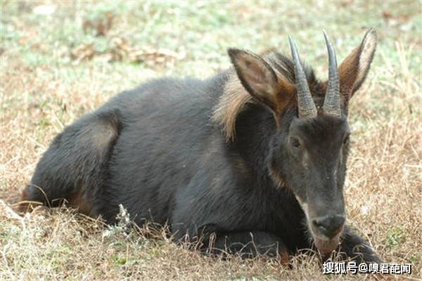 今天的特马图，探寻四不像的奇妙世界