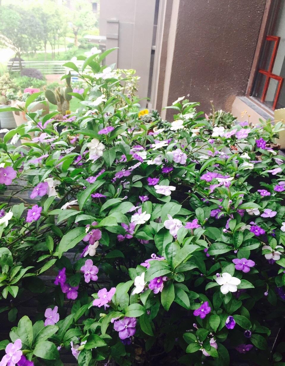 探秘双色茉莉，一盆多彩的园艺珍宝，价格几何？