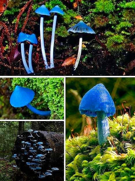 蓝精灵，一场色彩斑斓的奇幻冒险—真人版电影深度解析